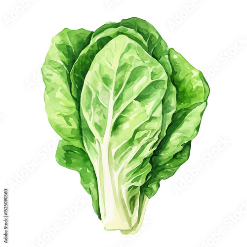 My Watercolor illustration, illustration lettuce painting isolated on a white background, illustration, AI painting design, vector illustration set, eps format