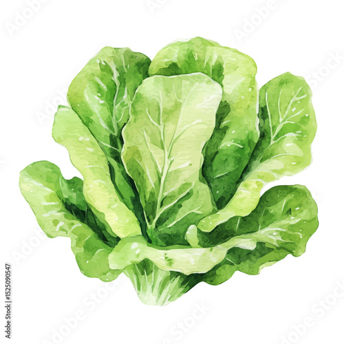 My Watercolor illustration, illustration lettuce painting isolated on a white background, illustration, AI painting design, vector illustration set, eps format	