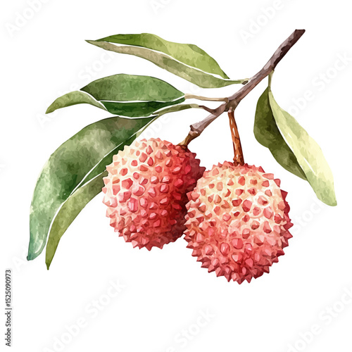 My Watercolor illustration, illustration lychee painting isolated on a white background, illustration, AI painting design, vector illustration set, eps format	