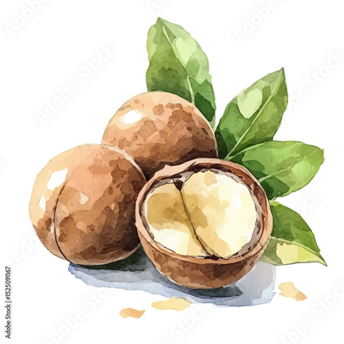 My Watercolor illustration, macadamia nut with leaves and sliced painting isolated on a white background, illustration, AI painting design, vector set, eps format design,