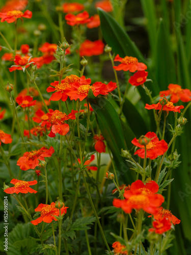 Geum coccineum in summertime. Red flowers of Geum coccineum in green background