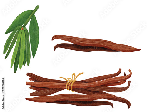 Vanilla Bean Spices for Culinary and Patisserie Illustration
