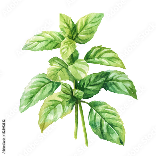 My Watercolor illustration, illustration mint branch painting isolated on a white background, illustration, AI painting design, vector illustration set, eps format