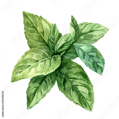 My Watercolor illustration, illustration mint painting isolated on a white background, illustration, AI painting design, vector illustration set, eps format	