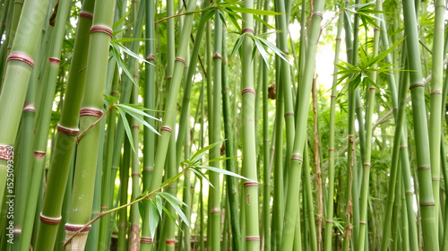 Green bamboo. Picture can be used as a background