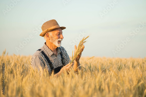 An elder farmer examines wheat stalks in his hands, showcasing the importance of farming practices and connection to nature.