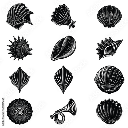 Sea Shell