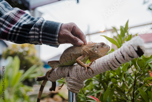 male human hand holding a tame albino iguana