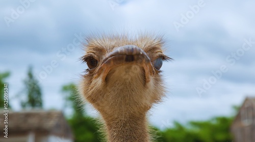 Close-up portrait of a funny flightless ostrich, a large bird with a long neck and distinctive beak, captured at the zoo
