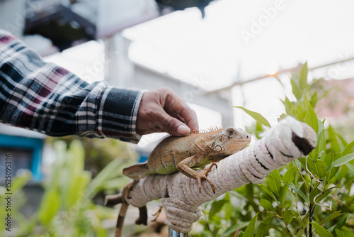 male human hand holding a tame albino iguana