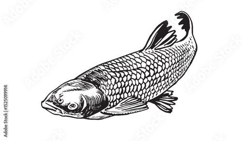 Graphical carp fish on white background, seafood . Vector illustration