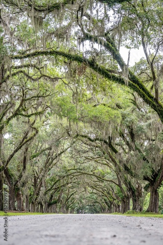 Fototapeta Naklejka Na Ścianę i Meble -  wormsloe historic site, savannah, georgia