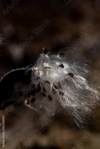 milkweed, butterfly flower, silkweed, silky swallow-wort. Seeds emerging from a follicle. Pappus of Asclepias syriaca