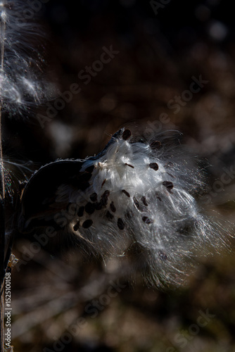 milkweed, butterfly flower, silkweed, silky swallow-wort. Seeds emerging from a follicle. Pappus of Asclepias syriaca