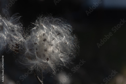 milkweed, butterfly flower, silkweed, silky swallow-wort. Seeds emerging from a follicle. Pappus of Asclepias syriaca