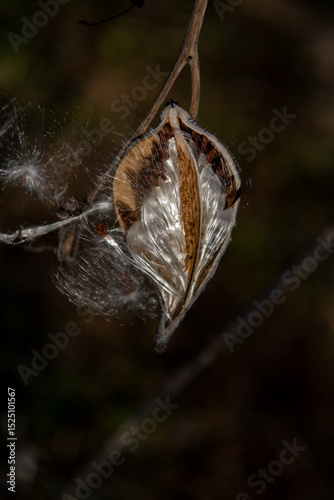 milkweed, butterfly flower, silkweed, silky swallow-wort. Seeds emerging from a follicle. Pappus of Asclepias syriaca