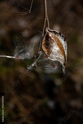 milkweed, butterfly flower, silkweed, silky swallow-wort. Seeds emerging from a follicle. Pappus of Asclepias syriaca