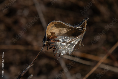 milkweed, butterfly flower, silkweed, silky swallow-wort. Seeds emerging from a follicle. Pappus of Asclepias syriaca