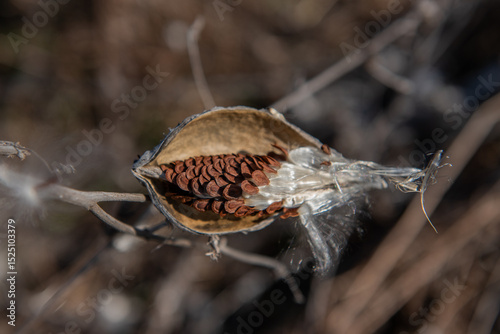 milkweed, butterfly flower, silkweed, silky swallow-wort. Seeds emerging from a follicle. Pappus of Asclepias syriaca