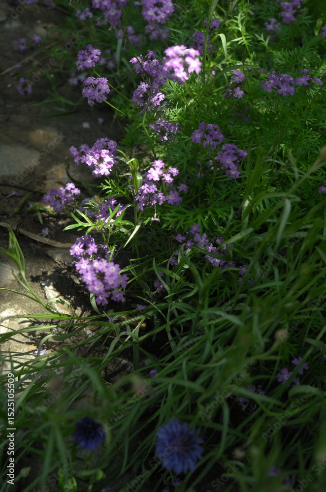 Obraz premium purple flowers in the garden