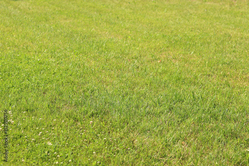 Green grass on the lawn. Grass with selective focus. Nature background. Meadow with trimmed grass. Summer background. Trimmed vegetation on the lawn