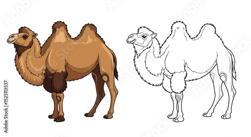 Asian Camel Coloring Page with Detailed Colored and Clear Outline Illustrations for Kids