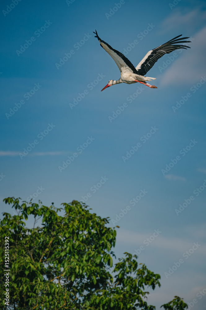 Obraz premium White stork in flight, wings spread against a clear blue sky.