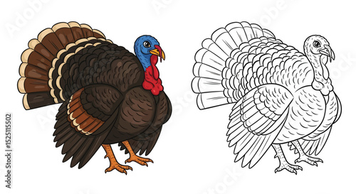 Asian Turkey Coloring Page with Realistic Colored and Detailed Outline Bird Illustrations