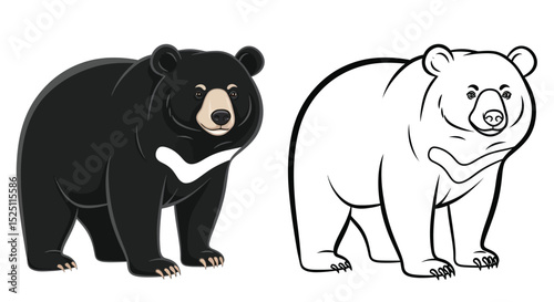 Asiatic Black Bear Coloring Page with Detailed Colored and Clear Outline Bear Illustration