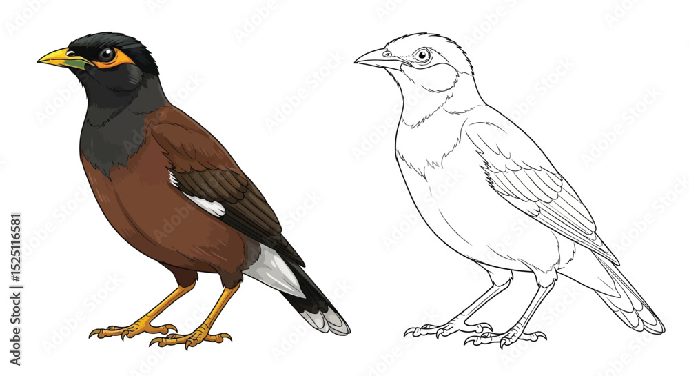 Obraz premium Common Myna Coloring Sheet Featuring Full Color and Clean Line Art for Young Bird Enthusiasts