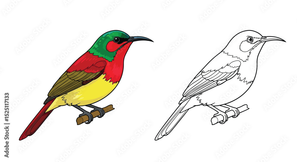 Fototapeta premium Crimson Sunbird Coloring Page with Detailed Colored and Clear Outline Styles