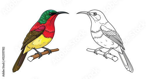 Crimson Sunbird Coloring Sheet Featuring Full Color and Clean Line Art for Young Bird Watchers