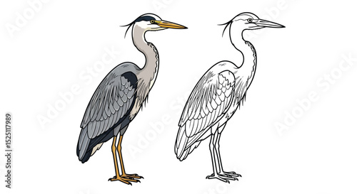 Grey Heron Coloring Page with One Colored and One Outline Bird for Creative Art