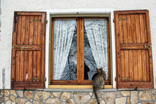 un gatto tigrato che cerca di entrare in casa facendosi vedere alla finestra
