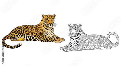 Indian Leopard Coloring Page with Colored and Outline Animals for Wildlife Study
