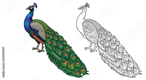 Indian Peacock Coloring Page Presenting Colored and Outline Bird Illustrations