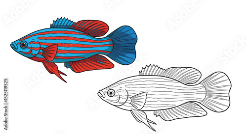Killifish Coloring Page with Realistic and Outline Fish Pair for Aquatic Study