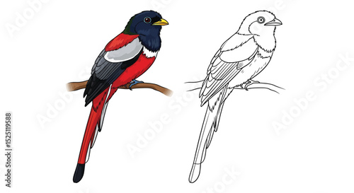 Malabar Trogon Coloring Page with Realistic and Outline Bird Illustration for Art