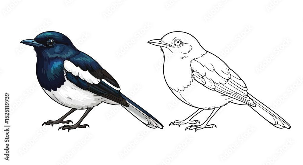 Fototapeta premium Oriental Magpie Robin Coloring Page with Realistic and Outline Birds for Study