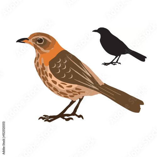 vectors Song Thrush vector 