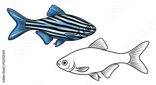 Zebra Danio Coloring Page with Realistic and Outline Fish for Aquatic Education