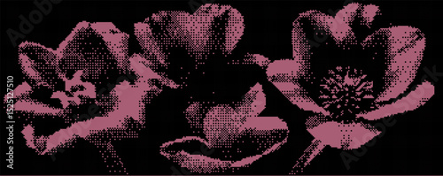 Three exquisite flowers bloom with intricate details, showcasing vibrant shades of pink and purple against a contrasting black background. . Bitmap overlay bg with pixel effect .