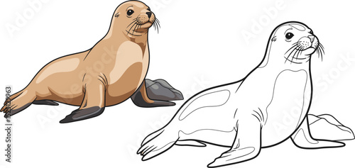 Australian Sea Lion Coloring Page with Colored and Outline Views