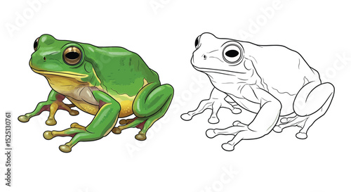 Eastern Dwarf Tree Frog Coloring Page with Dual Representation for Creative Learning