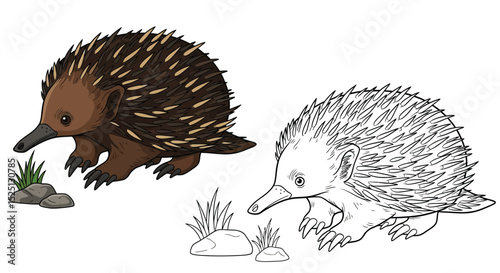 Echidna Coloring Page with Full Color and Outline Animals for Educational Fun