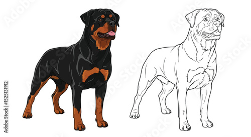Rottweiler Coloring Page with Realistic Full Color and Clean Outline for Fun