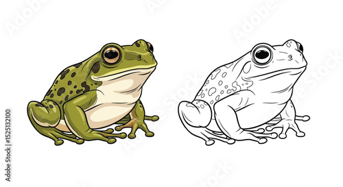 Southern Bell Frog Coloring Page Featuring Detailed Full Color and Clean Outline Version