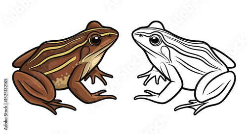 Striped Marsh Frog Coloring Page with Full Color and Outline Amphibians Fun