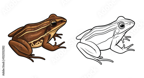 Striped Marsh Frog Coloring Page Featuring Detailed Full Color and Clean Outline Art Play