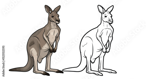 Western Grey Kangaroo Coloring Page with Full Color and Outline Style for Fun